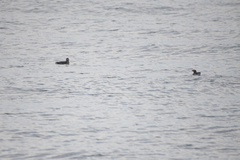 Cerorhinca monocerata