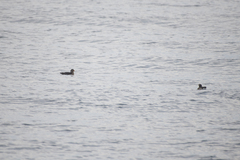 Cerorhinca monocerata