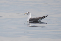 Larus crassirostris