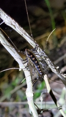Scutigeromorpha