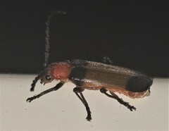 Sphaerarthrum mastersii