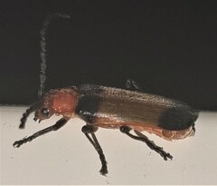 Sphaerarthrum mastersii
