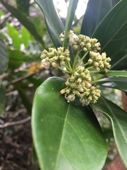 Gynochthodes candollei