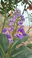 Dichorisandra thyrsiflora