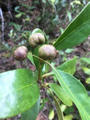 Gynochthodes myrtifolia