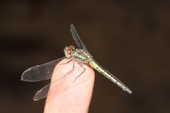 Trithemis dichroa