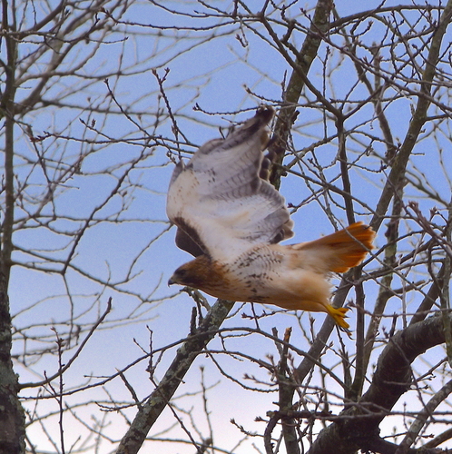 Red-tailed Hawk photographed in New Hampshire