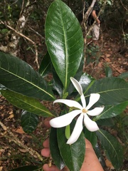 Gardenia oudiepe
