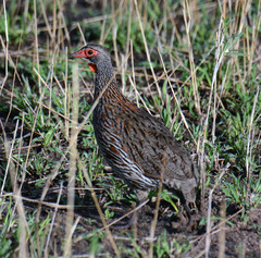Pternistis rufopictus