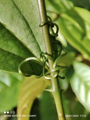 Smilax myosotiflora