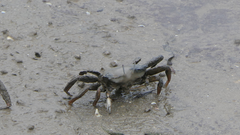 Macrophthalmidae