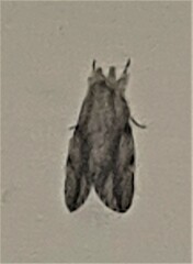 Ecnomodes sagittaria