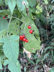 Solanum lyratum