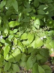 Plumbago zeylanica