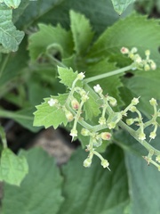 Cyphostemma lanigerum