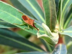 Gonocerus insidiator