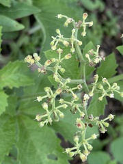 Cyphostemma lanigerum