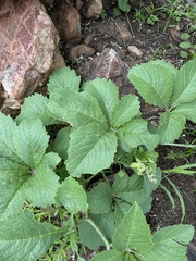 Cyphostemma lanigerum