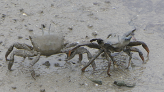 Macrophthalmidae