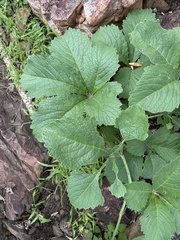 Cyphostemma lanigerum