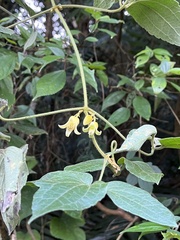 Clematis leschenaultiana