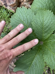 Cyphostemma lanigerum