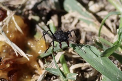 Acromyrmex