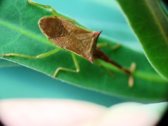 Gonocerus insidiator