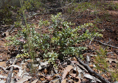 Grevillea mucronulata
