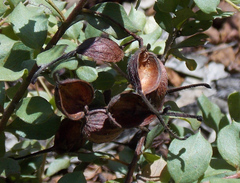 Grevillea mucronulata