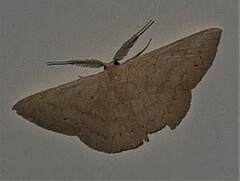 Cyclophora obstataria