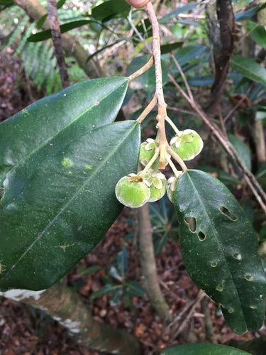 Lethedon salicifolia observed 2022-11-14