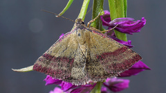 Phytometra viridaria