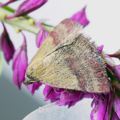 Phytometra viridaria