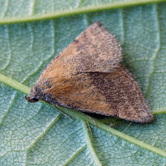 Phytometra viridaria