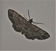 Pasiphilodes testulata