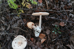Amanita flavescens