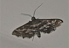 Diasemiopsis ramburialis