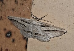 Syneora lithina
