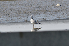Larus argentatus mongolicus