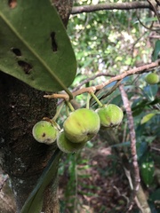 Lethedon salicifolia