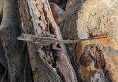 Anolis cristatellus