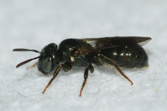 Ceratina strenua