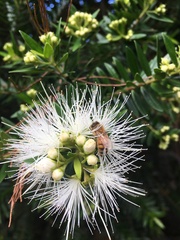 Metrosideros operculata