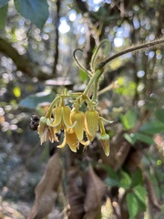 Clematis leschenaultiana