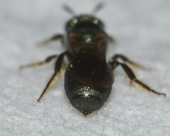 Ceratina strenua