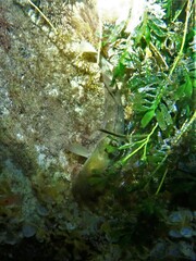 Notolabrus parilus