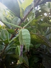 Stagmomantis limbata