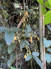 Clematis leschenaultiana
