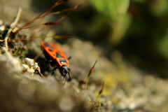 Pyrrhocoris apterus